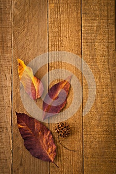 Rustic Closeup of Fall Leaves and Seed Pod on Wood