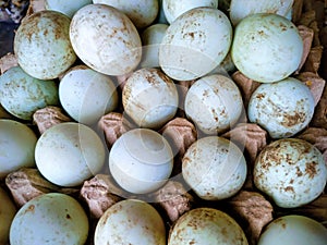 A rustic collection of fresh eggs with natural white and blue-green shells, arranged in a carton.