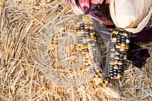 Rustic and Colorful Corn on a Hay bale