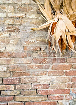 Rustic country theme. Detail of brik wall with corncobs