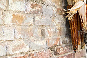 Rustic country theme. Detail of brik wall with corncobs