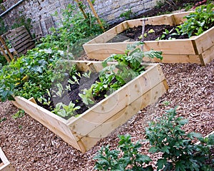 Rustic Country Vegetable & Flower Garden with Raised Beds.