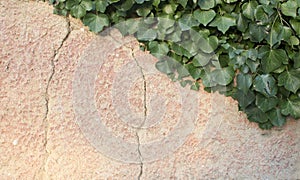 Rustic and cracked wall half covered by Common Ivy. Also known as Hedera helix, English or European ivy. With copy space