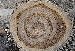 Rustic dark weathered wooden texture. Wooden background. Concentric circles of the structure of the felling old tree.