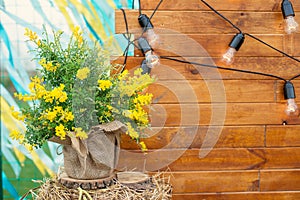 Rustic decoration with a pot of Cytisus flower in burlap hay and a wooden background with light bulbs