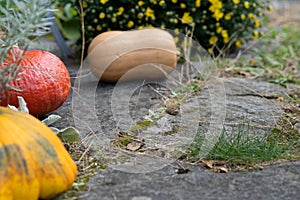 Rustic decorative gourd on stone footpath with yellow flower in background