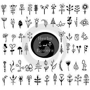 Rustic decorative plants and flowers collection. Black and white card with flowers. Romantic background for web pages, wedding in