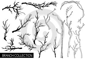 Rustic decorative plants and flowers collection. Hand drawn vintage vector design elements.