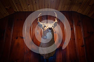 Rustic Deer Head