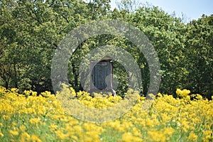 Rustic Deer Stand in a field of yellow flowers