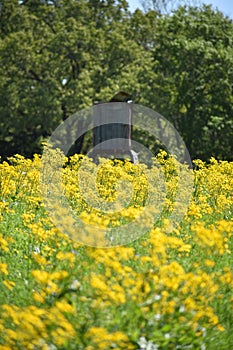 Rustic Deer Stand in a field of yellow flowers