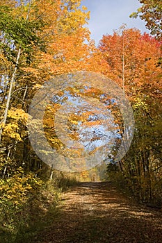 Rustic Dirt Road in Autumn