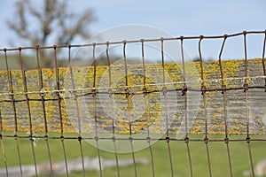 Rustic Fence with colorful moss photo