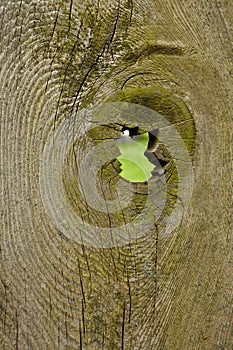 Rustic Fence with Knothole