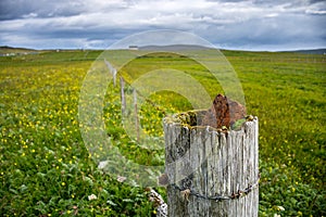 Rustic fence post in the machair field on Isle of North Uist, Outer Hebrides, Scotland