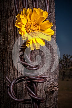 Rustic Fence Post With Wildflowers