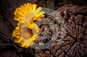 Rustic Fence Post With Wildflowers