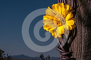 Rustic Fence Post With Wildflowers