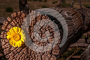 Rustic Fence Post With Wildflowers