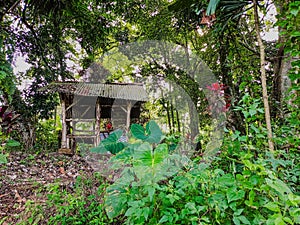 Rustic forest hut surrounded by lush tropical greenery