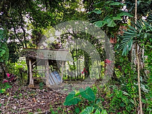 Rustic forest hut surrounded by lush tropical greenery