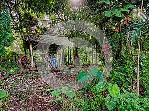 Rustic forest hut surrounded by lush tropical greenery