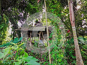 Rustic forest hut surrounded by lush tropical greenery
