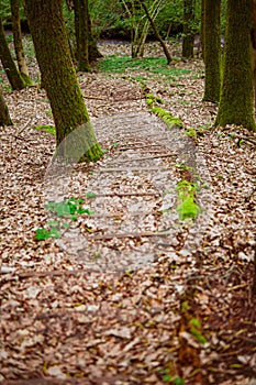 Rustic Forest Path with Wooden Steps Surrounded by Moss Covered Trees