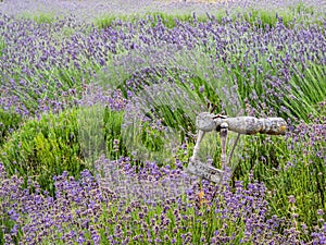 Rustic garden art in lavender garden