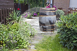 Rustic garden -  blooming hortensia flowers, green plants and rain barrel