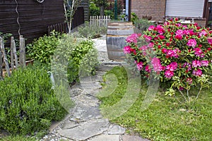 Rustic garden - blooming pink rhododendron flowers