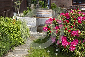 Rustic garden - blooming pink rhododendron flowers