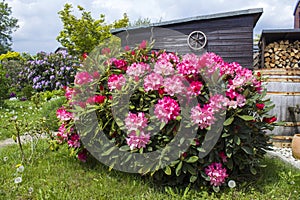 Rustic garden - blooming pink rhododendron flowers