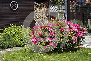 Rustic garden - blooming pink rhododendron flowers