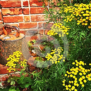 Rustic garden with brick wall and wild flowers