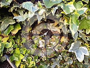 Rustic Garden Clock With Ivy