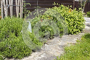 Rustic garden - green plants in a flower bed