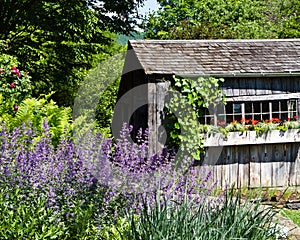 Rustic garden shed with flower boxes