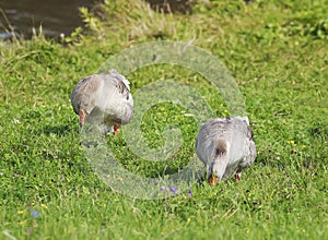 Rustic geese graze the green grass on the summer meadow