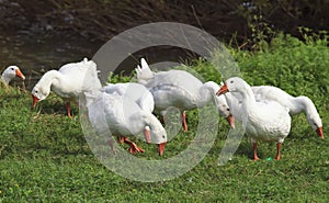 Rustic geese graze the green grass on the summer meadow