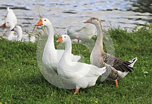 Rustic geese graze the green grass on the summer meadow