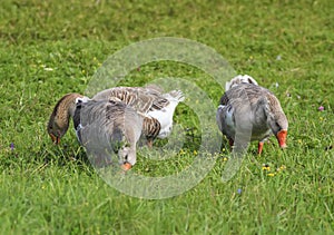 Rustic geese graze the green grass on the summer meadow