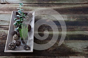 Rustic green succulent plants on retro wooden table, copy space