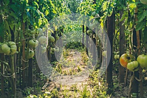 Rustic greenhouse with ripening tomatoes