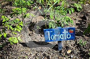 Rustic hand-made painted wooden Tomato sign next to young tomato