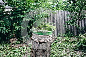 Rustic handmade place for plants. Wooden and green flowers texture background. Decoration for house in the countryside