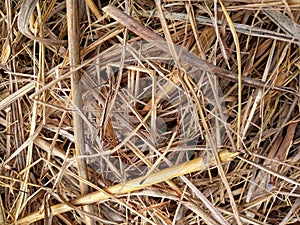 RUSTIC HAY BACKGROUND PAPER. photo