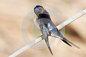 Rustic hirundo swallow preening its feathers perched on reeds in the Gaianes lagoon photo