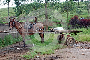 Rustic Horse Cart