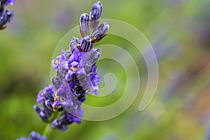 Rustic lavender closeup on green nature background.